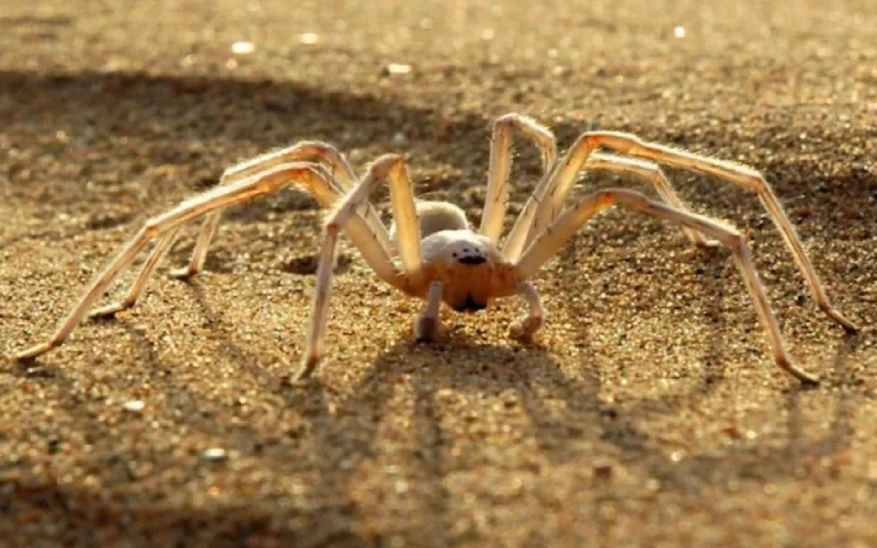 L'araignée acrobate marocaine à l'assaut de la planète Mars