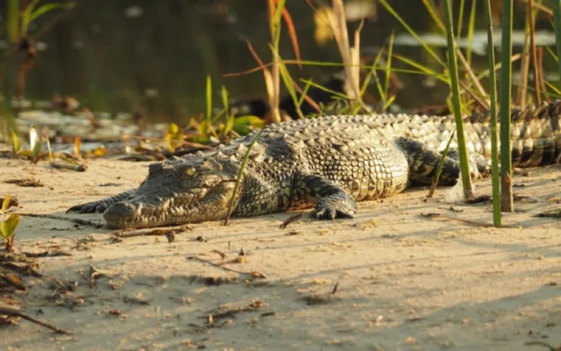 Un crocodile aperçu au fleuve Bouregreg, à Rabat