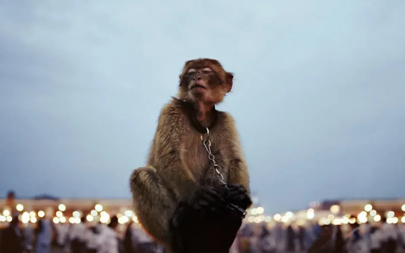 Marrakech fait la chasse aux faux-guides