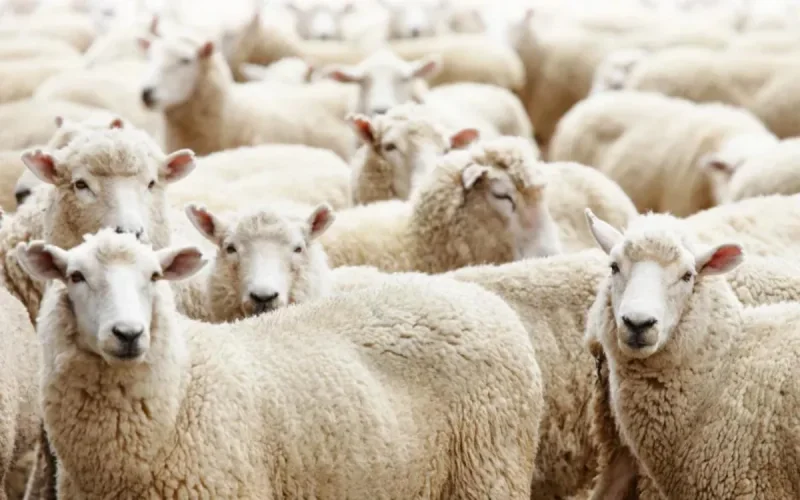 Aïd Al adha : le Maroc fournira plus de 5000 moutons à Melilla
