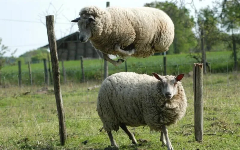 Le mouton, une « manière de montrer sa richesse »