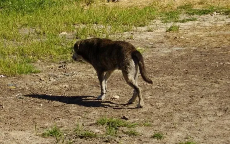 Melilla s'inquiète des chiens enragés en provenance du Maroc