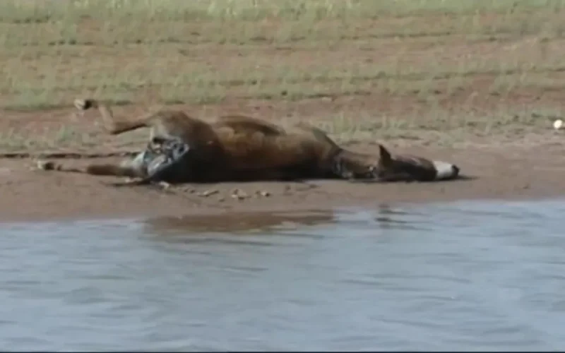 Maroc : deux enfants morts noyés à Chichaoua