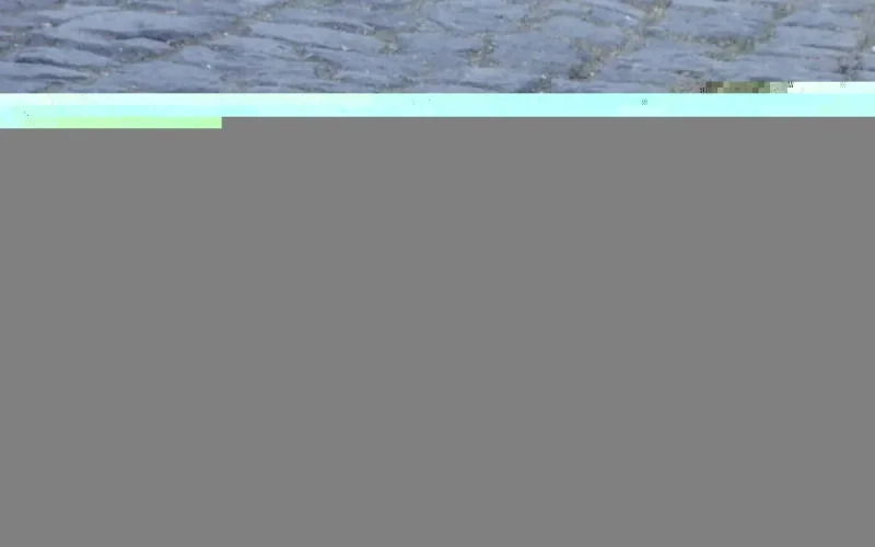 Un enfant de 4 ans tué par un chien enragé au sud du Maroc