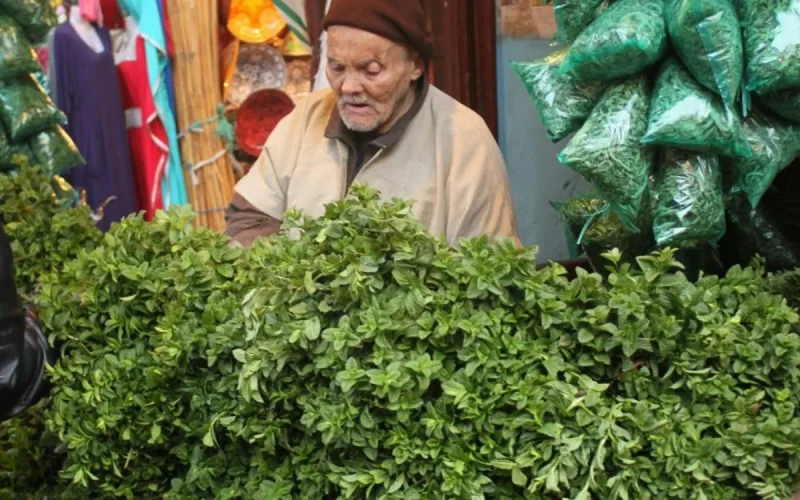 La menthe fraîche marocaine blacklistée en Europe