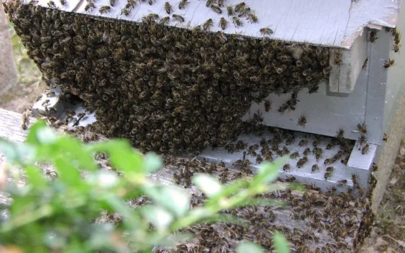 Insolite : une attaque spectaculaire d'abeilles à Tanger (vidéo)