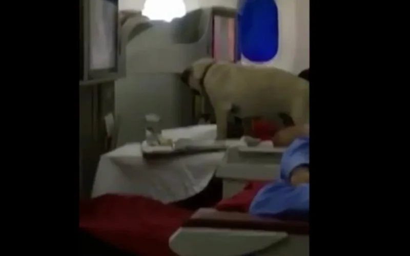Lamia Kettani s'explique sur le chien « VIP » à bord d'un avion de la RAM (vidéo)