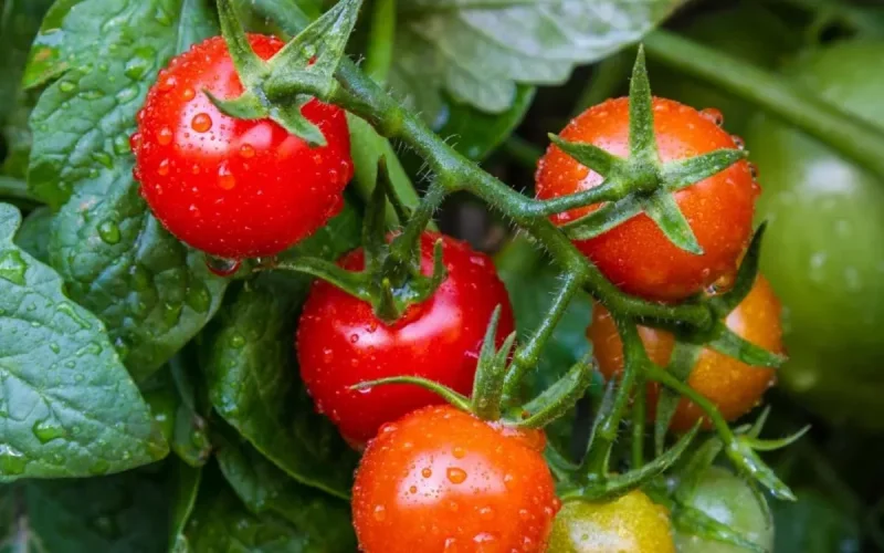 Le Maroc, premier fournisseur non européen de légumes de l'Union européenne