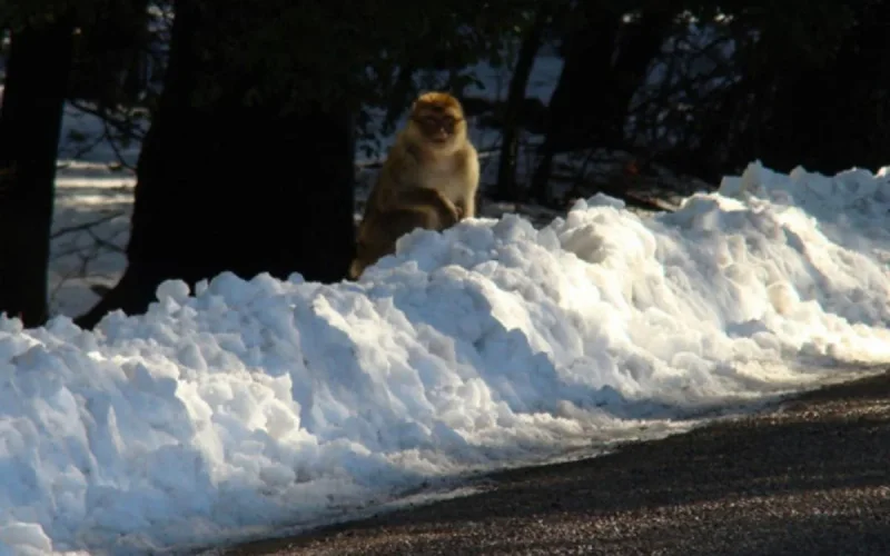 Fortes chutes de neige à partir d'aujourd'hui au Maroc
