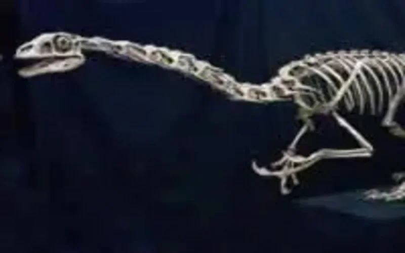 Najat Aquesbi, la « Mme Dinosaure » du Maroc