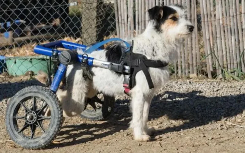 Il renonce à son emploi en Angleterre pour s'occuper des chiens abandonnés au Maroc (Photos)