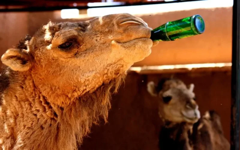 Jusqu'à 47 degrés au Maroc cette semaine