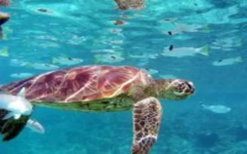 Espagne : confiscation de quarante tortues marocaines