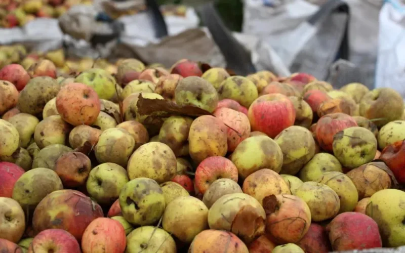Maroc : les intempéries détruisent des milliers de tonnes de fruits (vidéo)