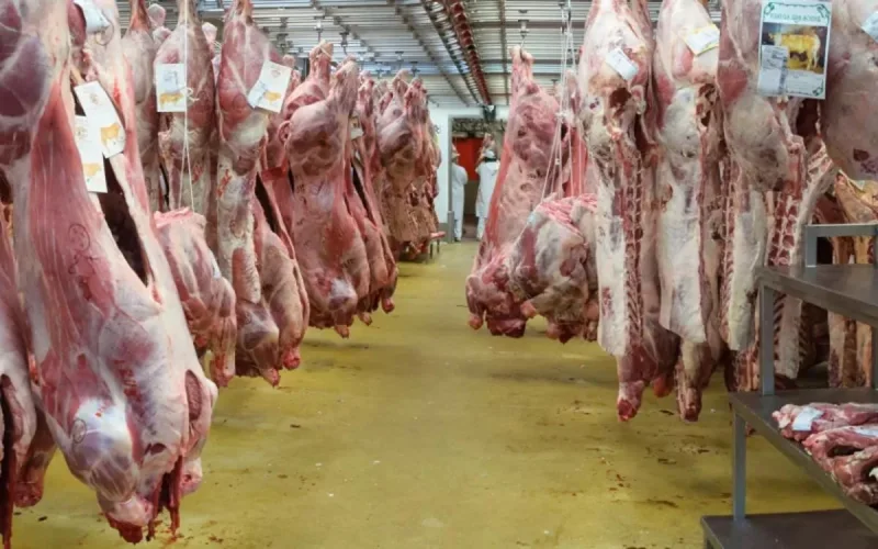 L'abattage sans étourdissement bientôt interdit en Flandre