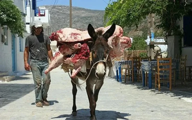 Les abattoirs Marocains… pas très « Halal »