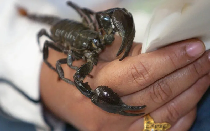 Maroc : les piqures de scorpion font trois morts