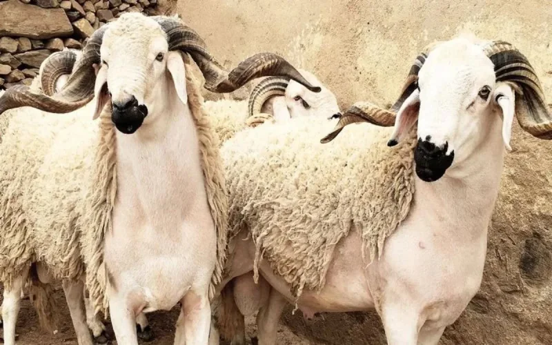 Voici quelques conseils à suivre pour l'Aïd Al Adha
