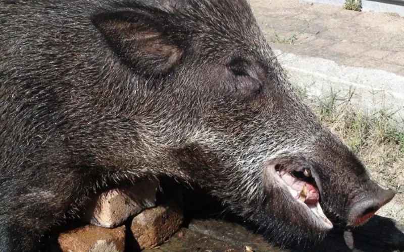 Une tête de sanglier retrouvée devant une mosquée en Corse