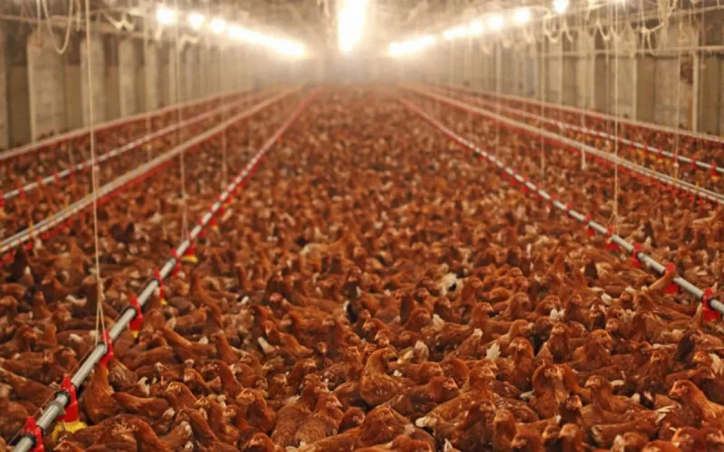 Les Européens disent non au poulet marocain