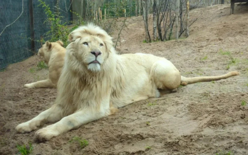 Une première, un lion blanc au zoo de Rabat