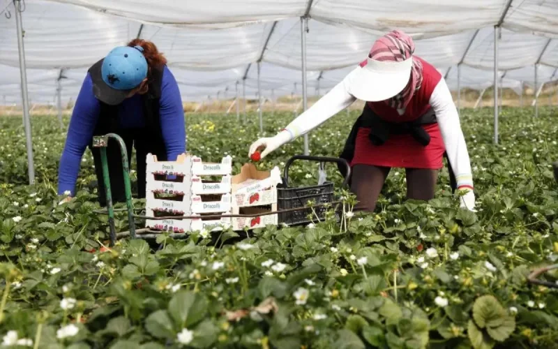 L'Espagne va recruter plusieurs milliers de saisonnières marocaines