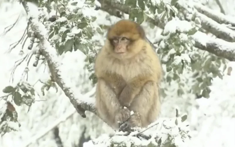 Maroc : les températures vont atteindre -5 degrés