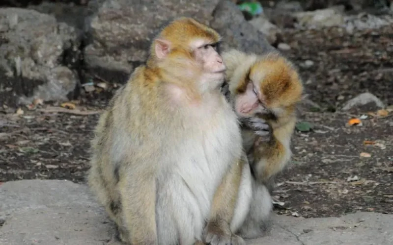 Le singe Magot menacé de disparition