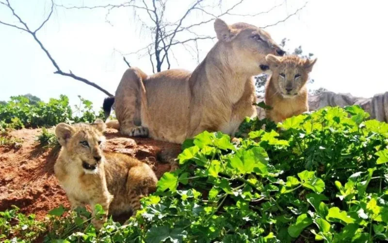 Naissance de lionceaux au jardin zoologique de Rabat (photos)