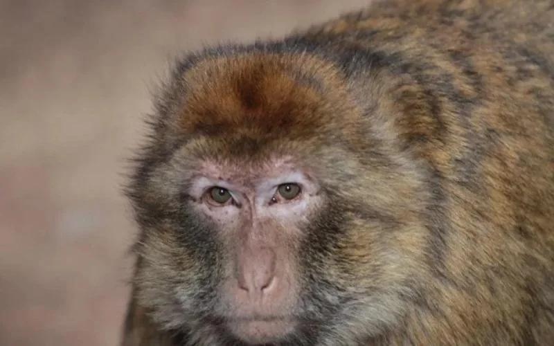 Les singes de l'Atlas souffrent d'obésité (vidéo)