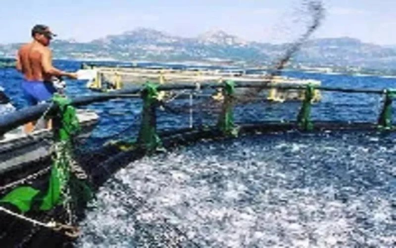Des Spécialistes Espagnols en aquaculture formeront des techniciens marocains