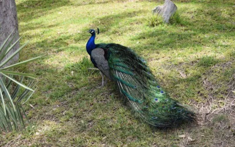 Agadir : la Vallée des oiseaux va faire peau neuve
