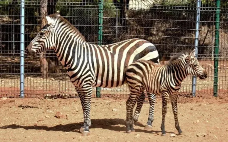 Heureux évènement au zoo de Rabat