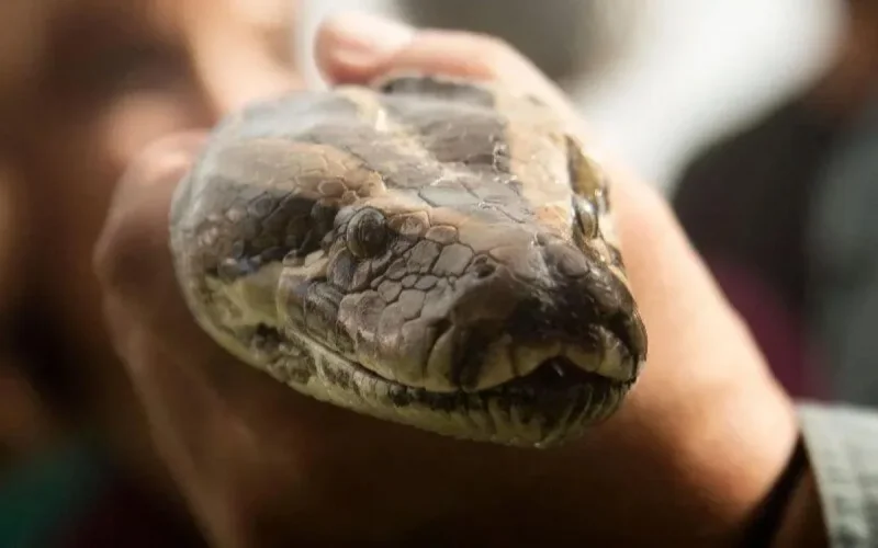 Insolite : des pythons saisis par les douaniers à Bab Sebta