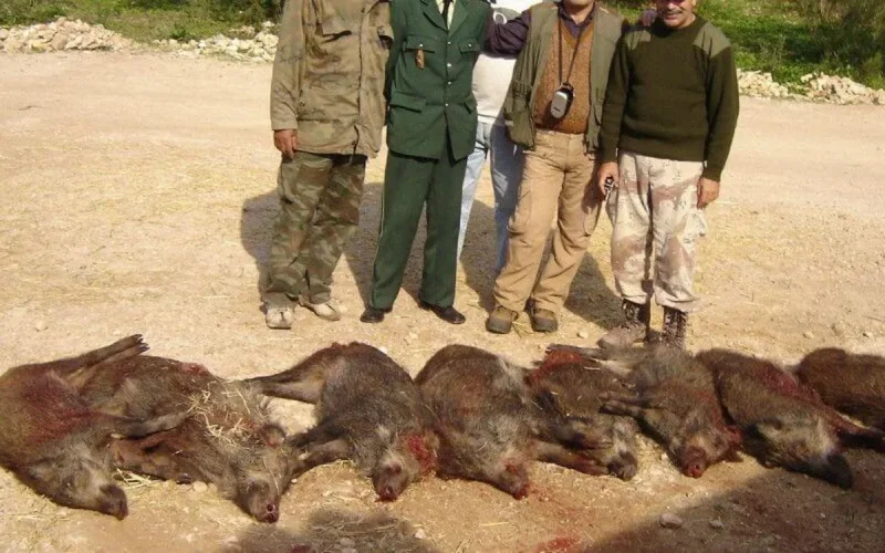Maroc : le Souss fait la chasse au sanglier