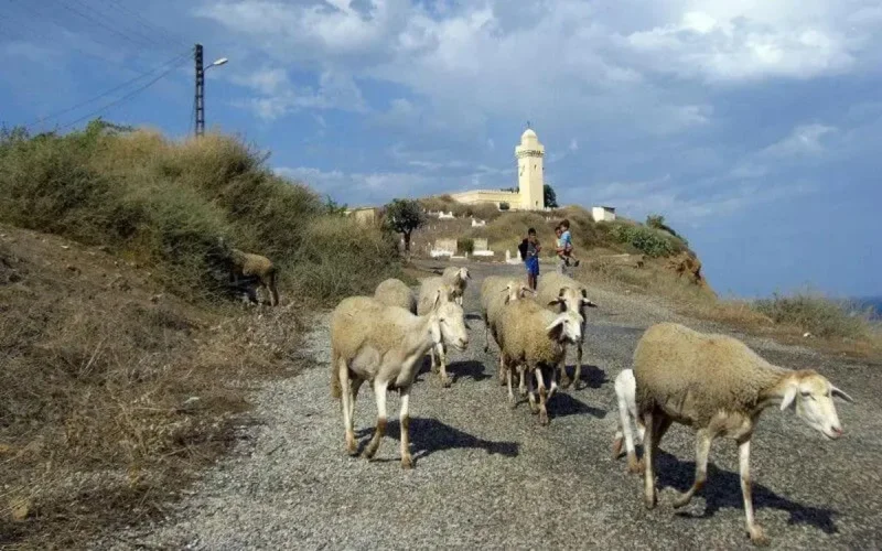 Maroc : l'ONSSA a réussi à éradiquer les foyers de la fièvre aphteuse