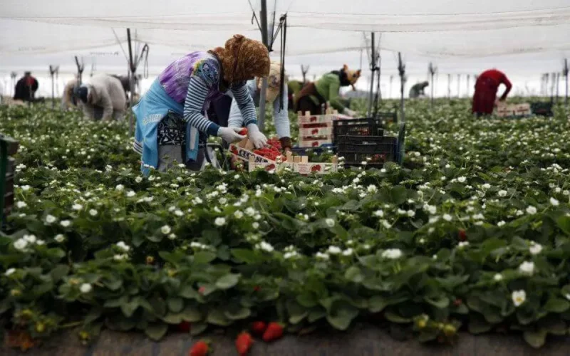 Le Maroc compte assister ses cueilleuses de fraises en Espagne
