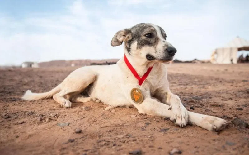  Insolite : un chien en bonne place au Marathon des sables 