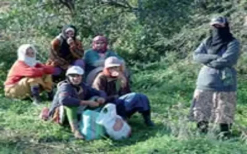 Espagne : Saisonniers dans les règles de l'art