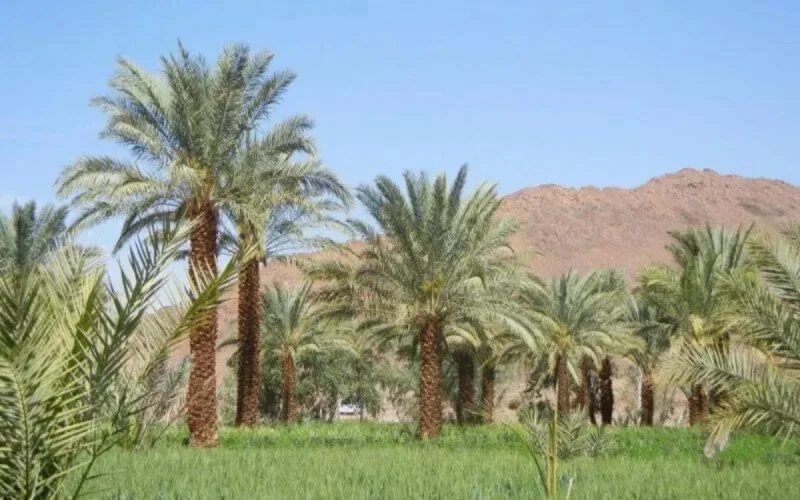 Maroc : plus de 3 millions de palmiers dattiers plantés en 10 ans