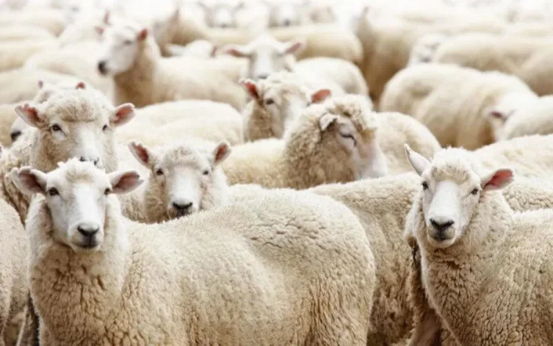 Enchères : Des taureaux, des boucs, des béliers et des autruches made in prison