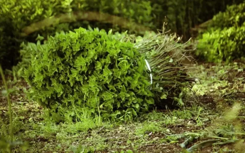 Maroc : les autorités continuent de détruire la menthe contaminée