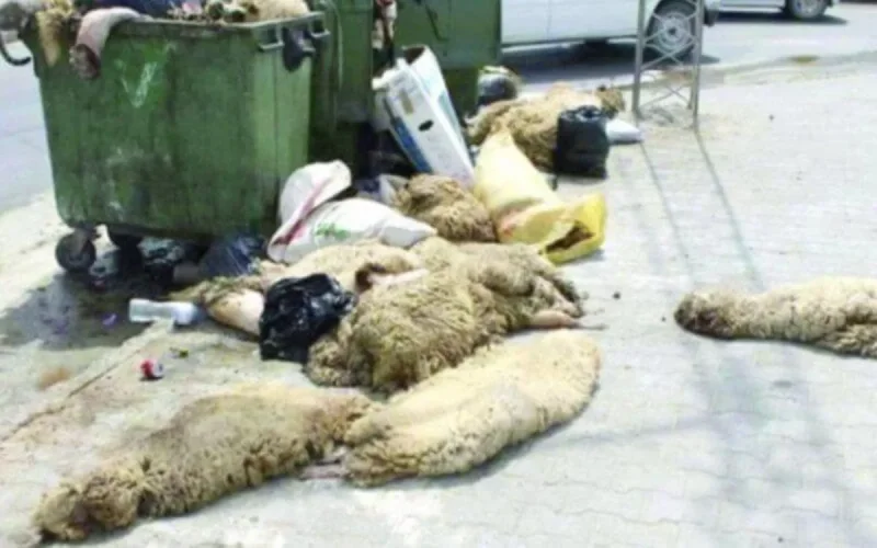 ‘'Aïd al-Adha propre'' sous le signe de la préservation des peaux