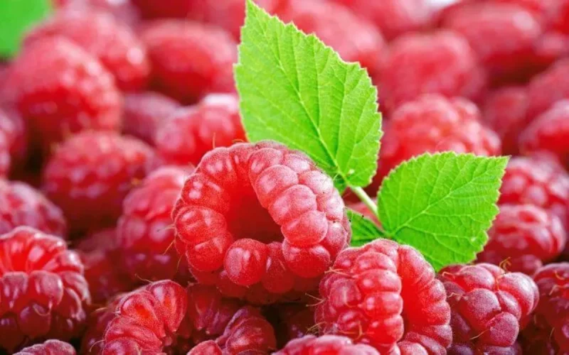 Les Etats-Unis autorisent l'entrée des framboises marocaines