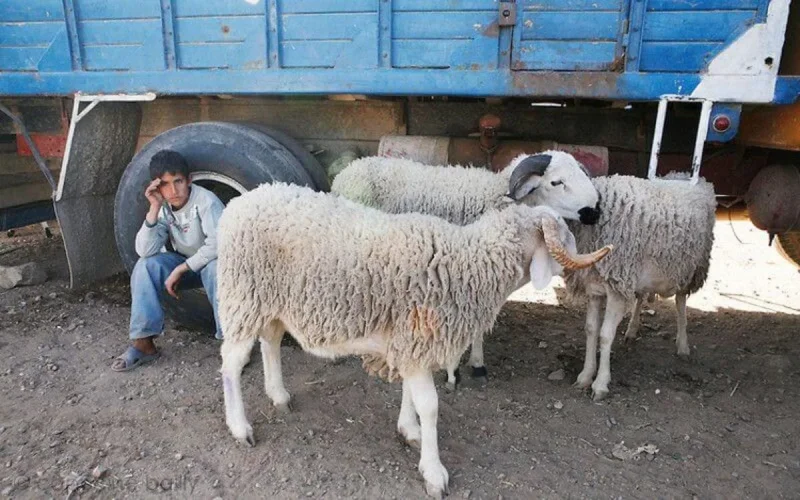 Maroc : voici la date de l'Aïd al-Adha