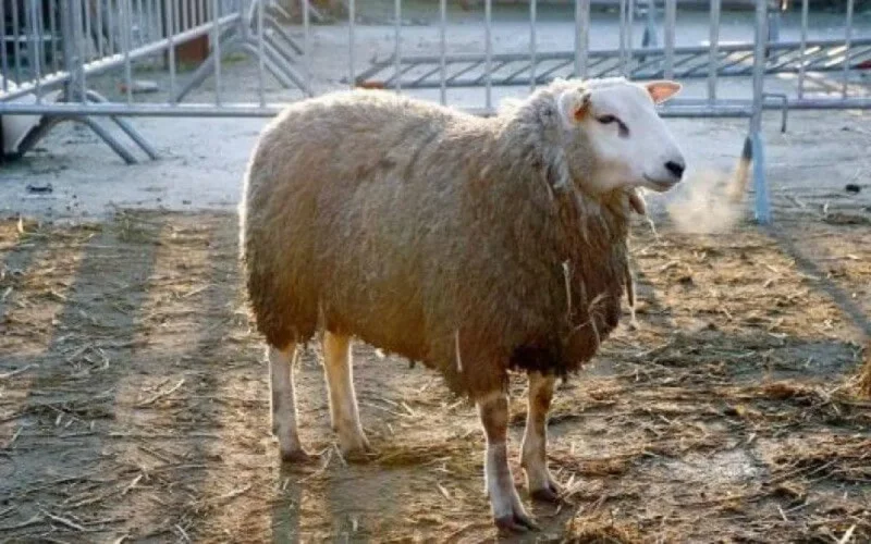 Aïd el-Adha : quand les familles s'endettent pour acheter le mouton