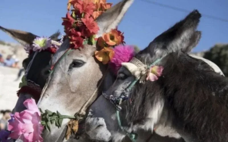 Et le plus bel âne du Maroc est ...