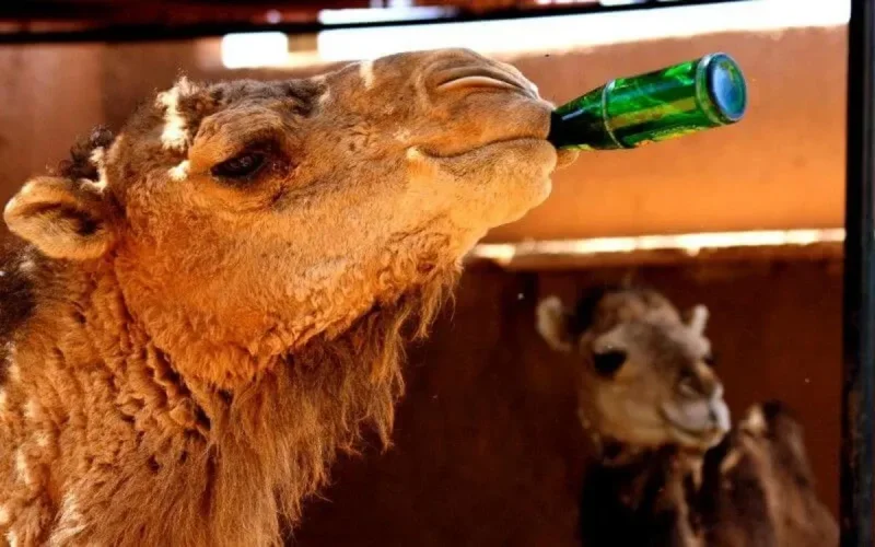 Maroc : jusqu'à 46 degrés aujourd'hui