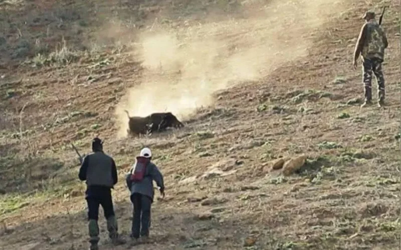 Taounate : une partie de chasse qui tourne au drame