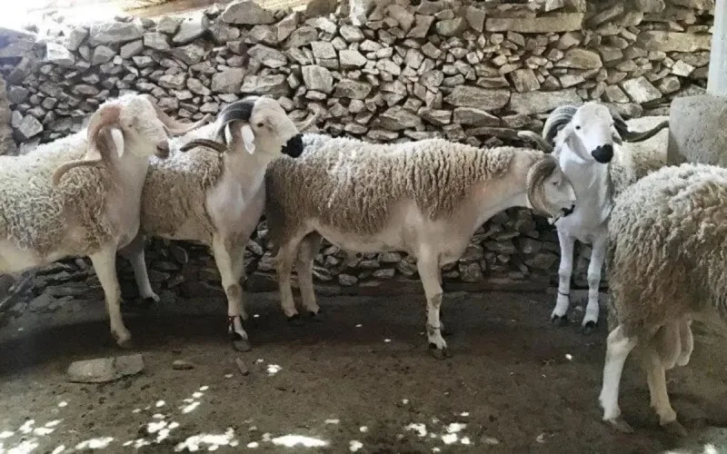 Quand l'Aïd al-Adha se transforme en deuil à Beni Mellal